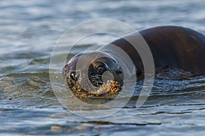 Baby sea lion, playing in the beach. ,