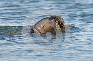 Baby sea lion, playing in the beach. ,