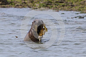 Baby sea lion, playing in the beach. ,