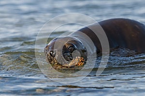 Baby sea lion, playing in the beach. , photo