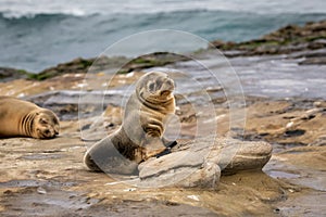 Baby Sea Lion Pup sitting on the rocks - La Jolla, San Diego, California
