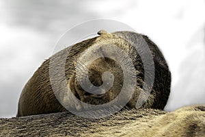 Baby Sea Lion Pup sleeping on the beach