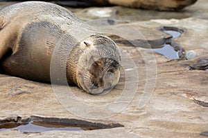 Baby Sea Lion Pup sleeping on the rocks