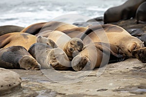 Baby Sea Lion pups sleeping on the rocks