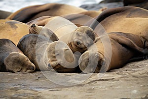 Baby Sea Lion Pups sleeping on the rocks