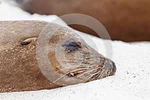 Baby sea lion sleeping, Galapagos Islands, Ecuador