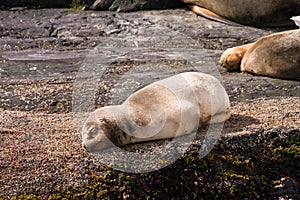 Baby sea lion sleeping on a rock