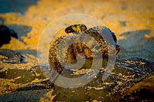 Baby sea lion at sunset in galapagos islands