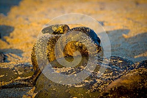 Baby sea lion at sunset in galapagos islands