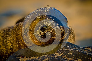 Baby sea lion at sunset in galapagos islands