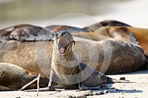 Baby sea lion yawning on Santa Fe, Galapagos Islands, Ecuador, South America