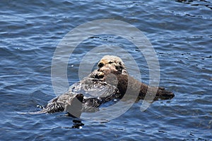 Baby Sea Otter Pup Cuddling Up to It`s Mom