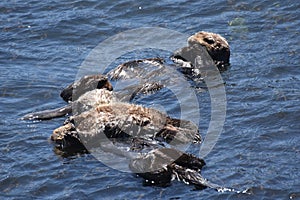 Baby Sea Otter Pup with His Mom and Dad Floating in the Pacific