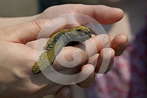 Baby Sea Turtle 2