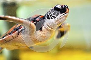 Baby Sea Turtle