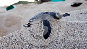 Baby Sea Turtle