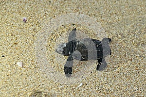 Baby Sea Turtle on the Beach