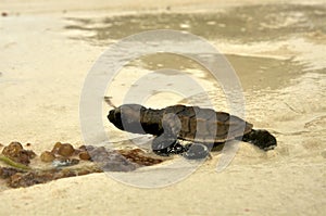 Baby sea Turtle on the beach way to the Ocean. Seychelles