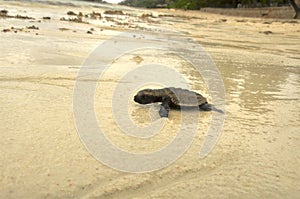 Baby sea Turtle on the beach way to the Ocean. Seychelles