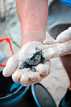 Baby Sea turtle being assisted by Environmental Professional