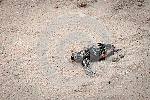 Baby Sea Turtle crawling in the sand