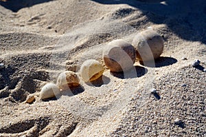 Baby Sea Turtle eggs