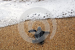 Baby sea turtle enter ocean at beach specie caretta caretta loggerhead crawls to sea