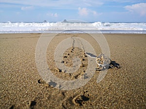 baby sea turtle following the trail