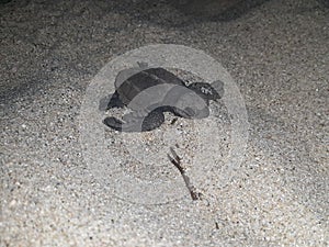 Baby sea turtle hatch