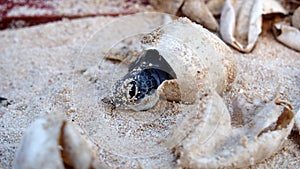 Baby Sea Turtle hatching