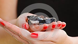 Baby sea turtle hatching. One day old sea turtles in Hikkaduwa in the turtle farm