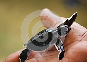 Baby sea turtle hatching. One day old sea turtles in Hikkaduwa in the turtle farm.,Sri Lanka . Loggerhead baby sea turtle