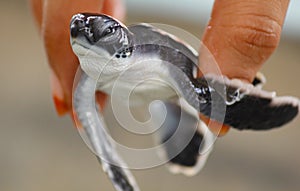 Baby sea turtle hatching. One day old sea turtles in Hikkaduwa in the turtle farm.,Sri Lanka . Loggerhead baby sea turtle