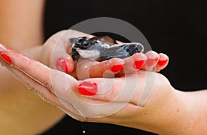 Baby sea turtle hatching. One day old sea turtles in Hikkaduwa in the turtle farm.,Sri Lanka . Loggerhead baby sea turtle