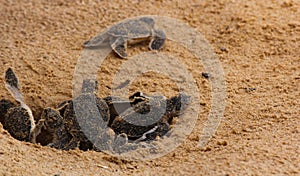 Baby sea turtle hatching. One day old sea turtles in Hikkaduwa in the turtle farm.,Sri Lanka . Loggerhead baby sea turtle