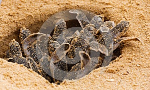 Baby sea turtle hatching. One day old sea turtles in Hikkaduwa in the turtle farm.,Sri Lanka . Loggerhead baby sea turtle