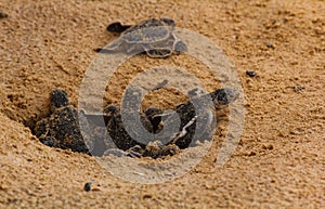 Baby sea turtle hatching. One day old sea turtles in Hikkaduwa in the turtle farm.,Sri Lanka . Loggerhead baby sea turtle