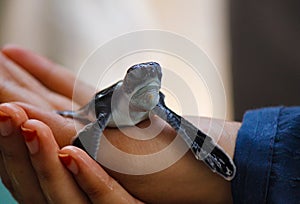 Baby sea turtle hatching. One day old sea turtles in Hikkaduwa in the turtle farm.,Sri Lanka . Loggerhead baby sea turtle