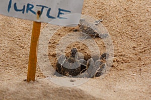 Baby sea turtle hatching. One day old sea turtles in Hikkaduwa in the turtle farm.,Sri Lanka tourism . Loggerhead baby sea turtle