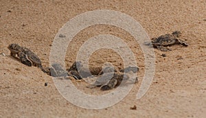 Baby sea turtle hatching. One day old sea turtles in Hikkaduwa in the turtle farm.,Sri Lanka tourism . Loggerhead baby sea turtle