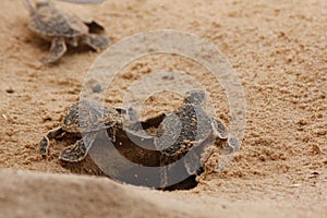 Baby sea turtle hatching. One day old sea turtles in Hikkaduwa in the turtle farm.,Sri Lanka tourism . Loggerhead baby sea turtle