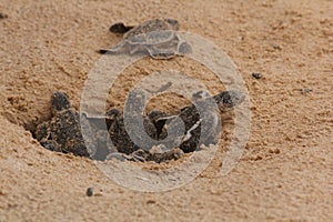 Baby sea turtle hatching. One day old sea turtles in Hikkaduwa in the turtle farm.,Sri Lanka tourism . Loggerhead baby sea turtle