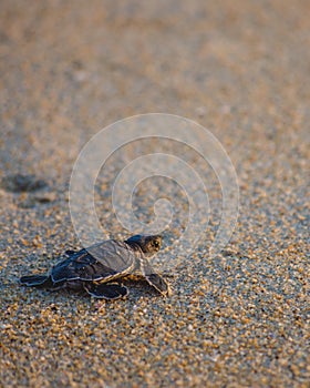 Baby sea turtle makes its way back to the ocean.