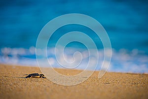 Baby sea turtle makes its way back to the ocean.