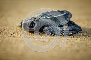 A baby sea turtle struggles for survival after hatching in Mexico