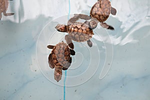 Baby sea turtle swim,ing in the pond at sea Turtle Conservation Center