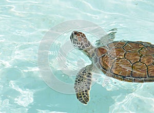 Baby Sea Turtle Swimming