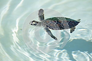 Baby Sea Turtle Swimming