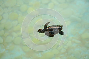 Baby sea turtle swimming under clear sea water.