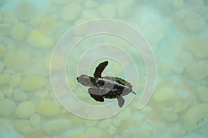 Baby sea turtle swimming under clear sea water.